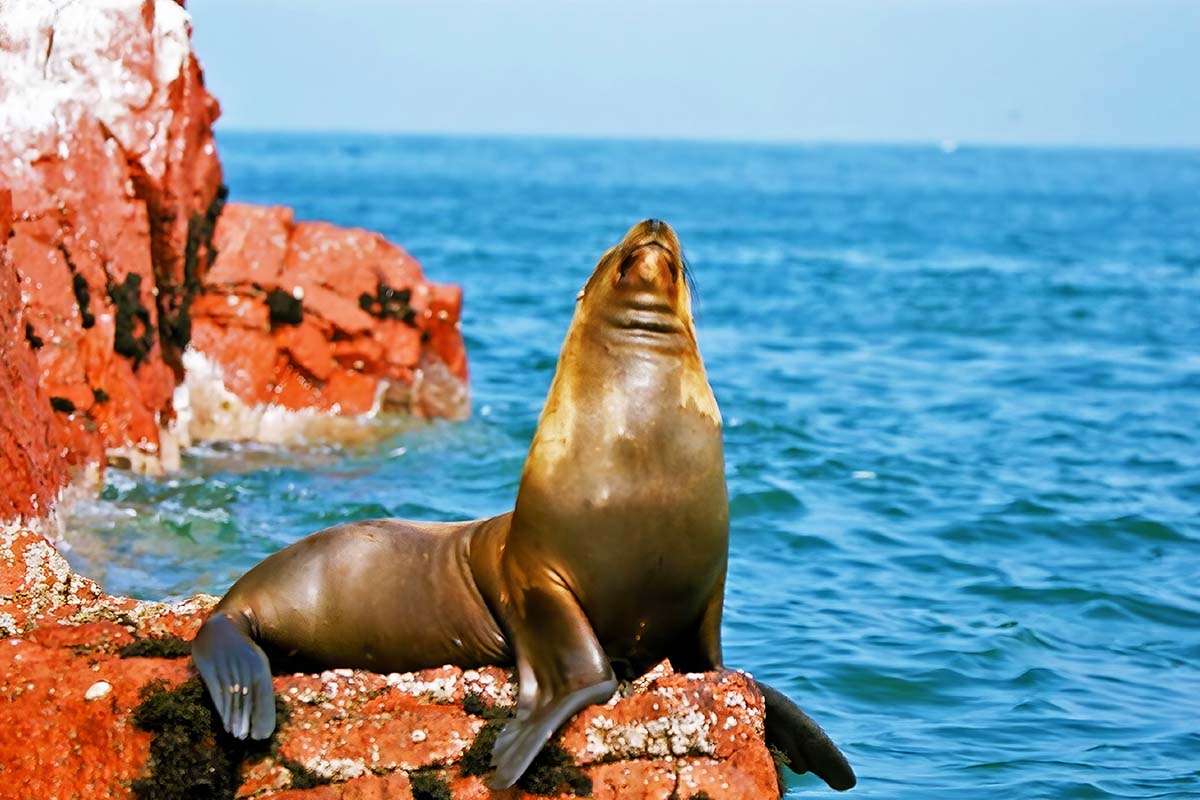 Seal